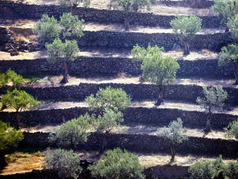 Οι αναβαθμίδες στη Λέσβο για την καλλιέργεια της ελιάς Αναβαθμίδες