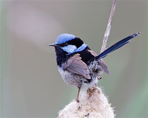 Malurus cyaneus