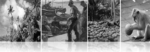 Οι ναύτες οι καρύδες και ο πίθηκος